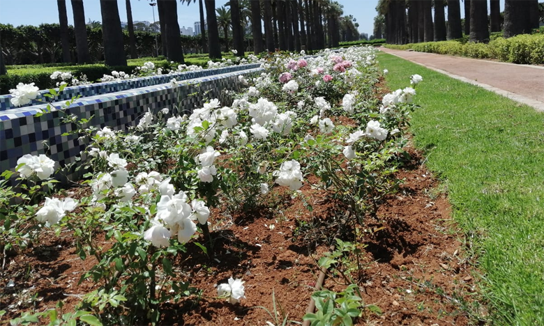 تصوير : الصديق