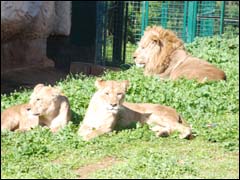 حديقة الحيوانات بالرباط.. للترفيه والتعلّم جانب من الحديقة الوطنية للرباط (ت:كرتوش)