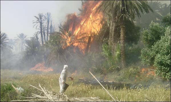 حريق يأتي على 1000 نخلة و9 حقول بواحة أسرير في إقليم كلميم