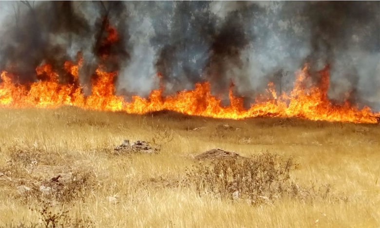 حريق يلتهم 30 هكتارا من غابة المزامزة شمال سطات