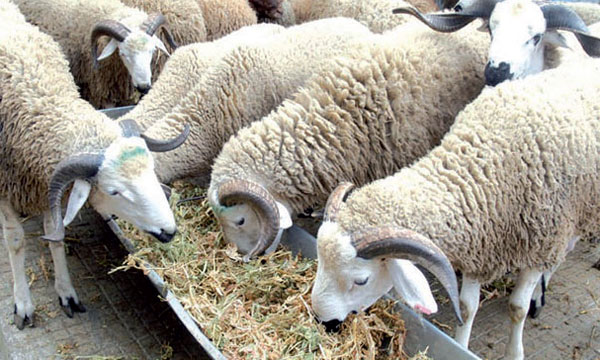 حملة تحسيسية لاقتناء الأضاحي الحاملة للخواتم البلاستيكية