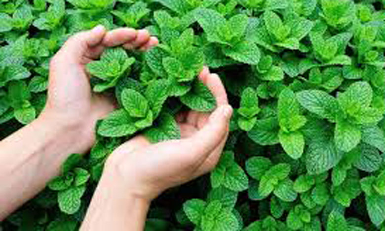 سوق الجملة للخضر والفواكه بالبيضاء يشرع في عملية مراقبة مادة النعناع