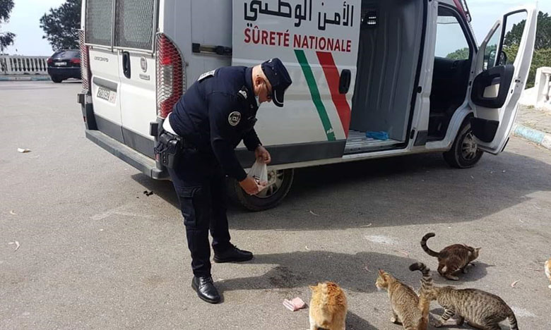 صورة لشرطي بطنجة يطعم القطط والكلاب في فترة الحجر الصحي تثير الإعجاب