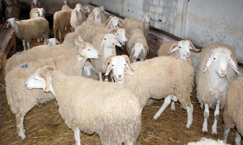 ضبط 12 طنا من فضلات الدواجن تستعمل في تغذية الأغنام بالرحامنة