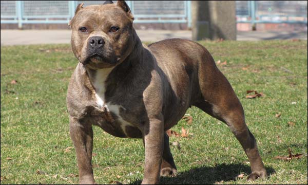 عصابة تعتدي على لاعب كرة بواسطة كلب 'بتبول' بالحسيمة