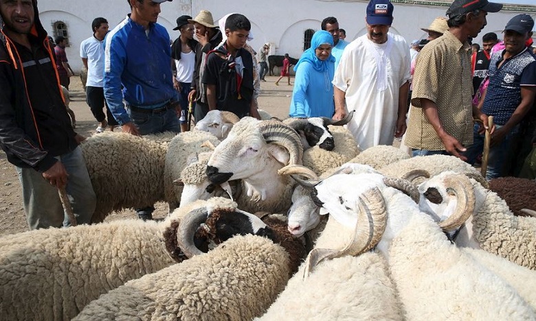 عيد الأضحى: ترقيم أزيد من 4 ملايين ونصف مليون رأس من الأغنام والماعز