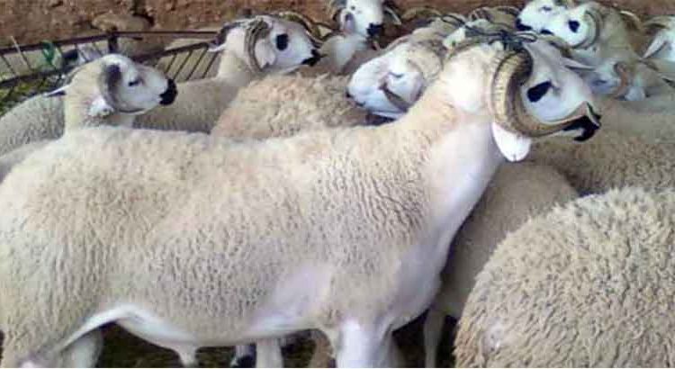 عيد الأضحى 2017: عرض الأغنام والماعز يقدر بـ 9 ملايين رأس