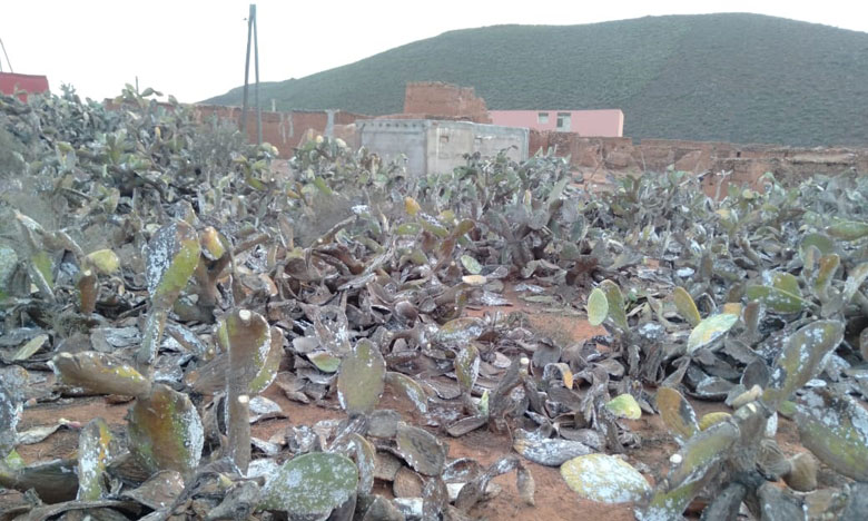 فعاليات جمعوية تناشد الجهات المعنية بالتدخل لانقاد فاكهة الصبار وحماية السكان من الحشرة القرمزية