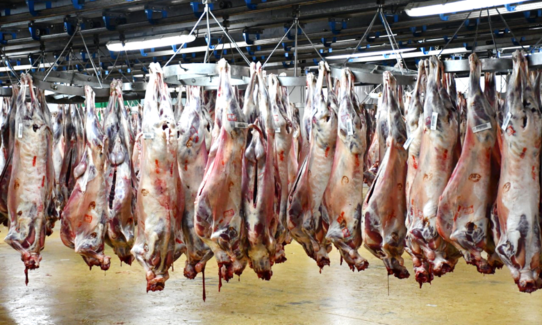 تصوير : حسن السرادني