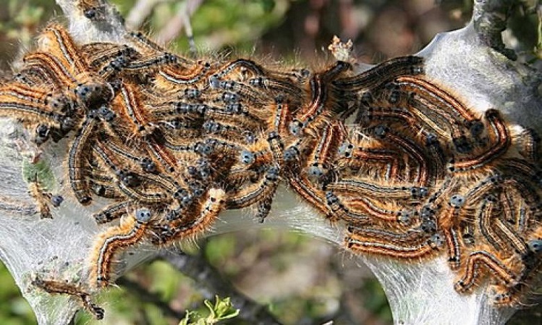 محاصرة حشرة "لاروقة" ومعالجة 80 في المائة من المساحة المتضررة منها في غابة المعمورة