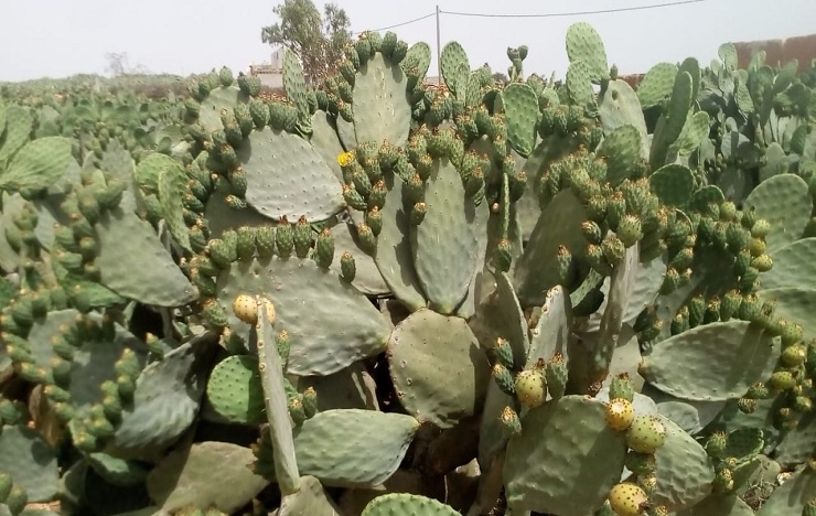 مطالب بتكثيف الجهود لإنقاذ نبات الصبار