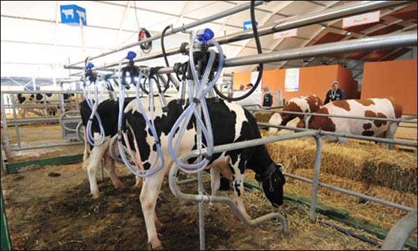 منتجو الحليب بالشاوية ينتفضون ضد مشاكل التسويق