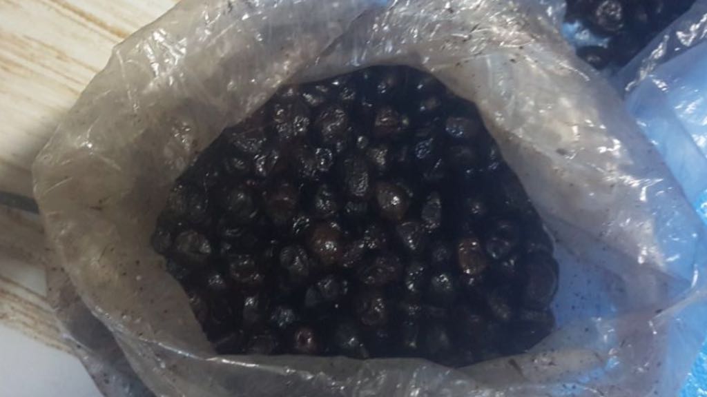 ميناء طنجة: حجز أزيد من 3 كلغ من الشيرا ملفوفة على شكل حبات زيتون