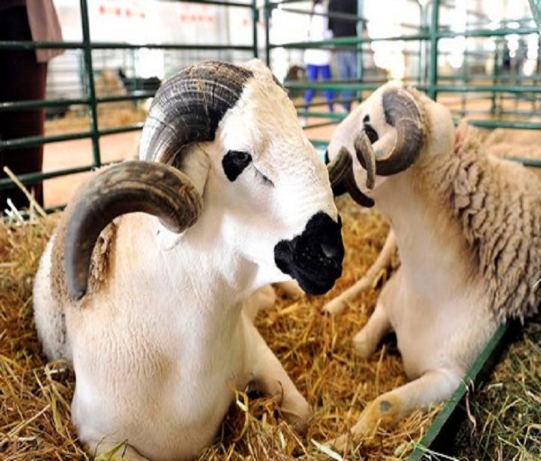 ندوة صحفية بمناسبة تنظيم النسخة الثانية للمعرض الوطني المهني لسلالة الصردي بسطات