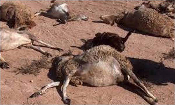 نفوق أغنام بإقليم بني ملال في ظروف غامضة