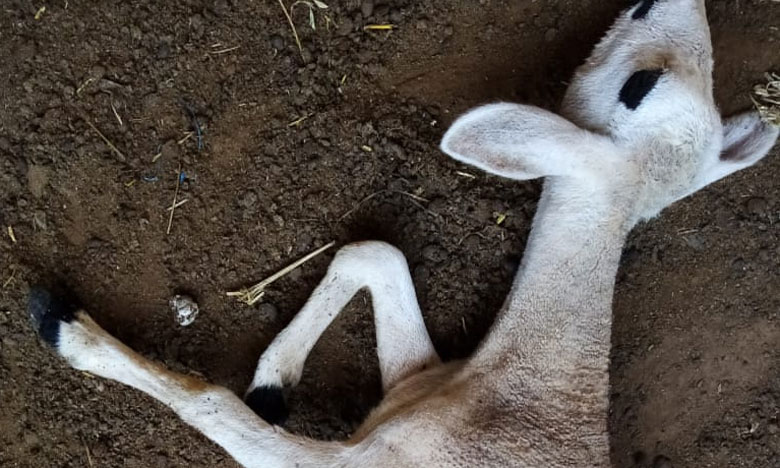 نفوق 24 شاة بشكل مفاجىء بجماعة الجبيلات في إقليم الرحامنة