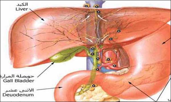 وزارة الصحة تعد بتوفير دواء منخفض الكلفة لالتهاب الكبد 'س'