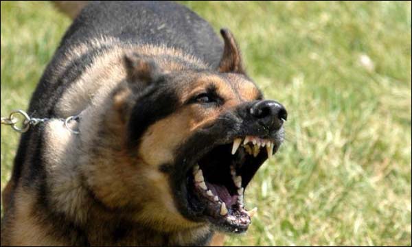 وفاة أزيد من 20 شخصا في المغرب سنويا بالسعار