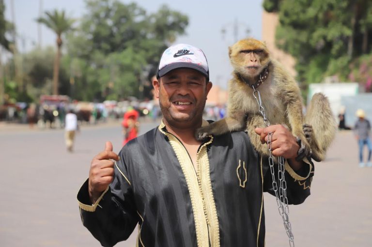 36 قردا ينشطون حلقات ساحة جامع الفنا يستفيدون سنويا من التلقيح ضد "السعار"