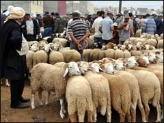 7,7 ملايين رأس بصحة جيدة موجهة لتلبية الحاجيات في عيد الأضحى