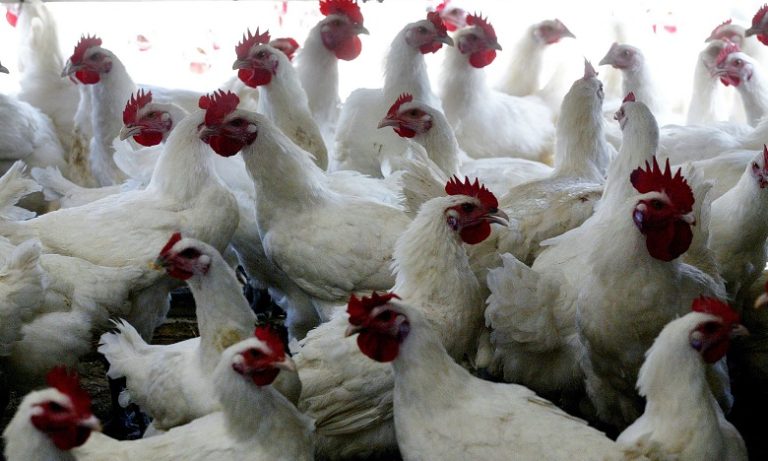 أسعار الدجاج ستظل مستقرة خلال رمضان
