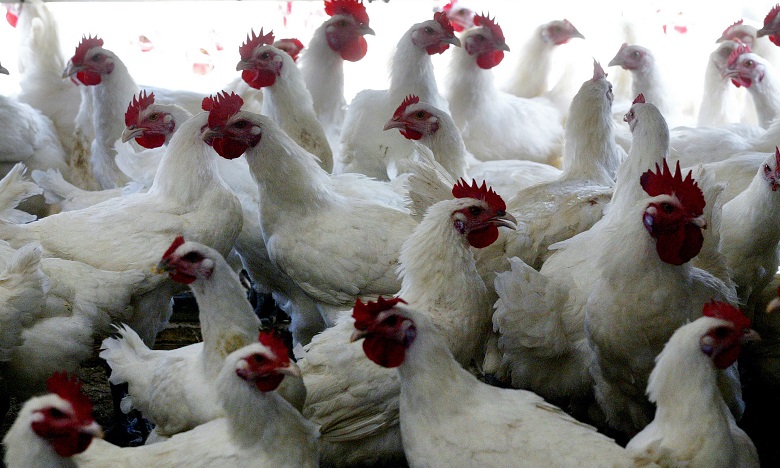 أسعار الدجاج ستظل مستقرة خلال رمضان