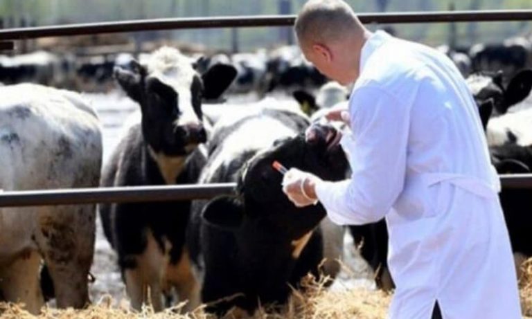 "أونسا" يطلق حملات ترقيم وتلقيح الأبقار ضد الحمى القلاعية تعزيزا لمناعة القطيع