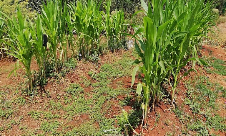 إدراج الفضاء التجريبي للزراعة الحضرية بمحطة تصفية المياه العادمة لمديونة