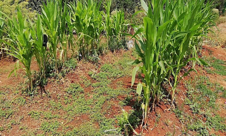 إدراج الفضاء التجريبي للزراعة الحضرية بمحطة تصفية المياه العادمة لمديونة