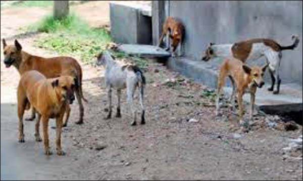 إصابة 5 مواطنين بأكدز إثر هجوم كلاب ضالة