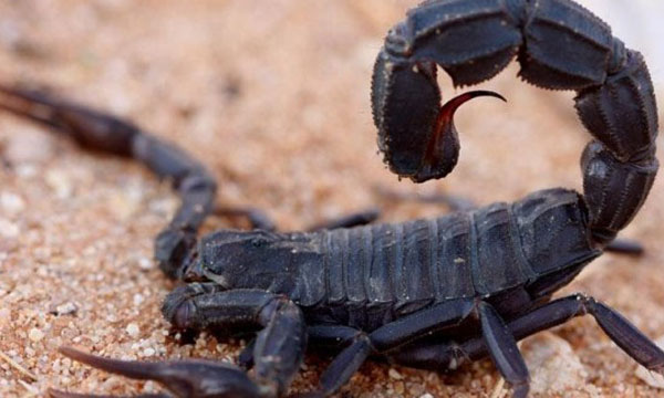 إطلاق الحملة الوطنية لمحاربة التسمم بلسعات العقارب بالبروج