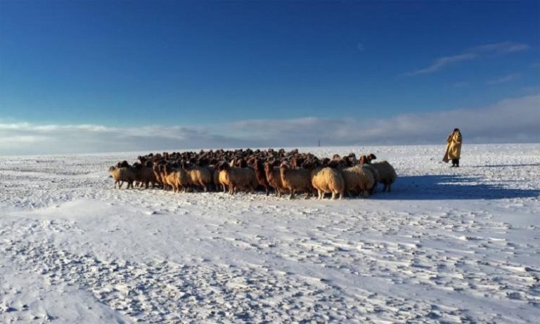 إطلاق برنامج دعم علف الماشية بالأقاليم المتضررة من البرد والثلوج