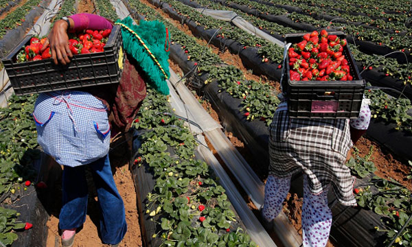 إلقاء القبض على متهم بالاعتداء على عاملات الفراولة في إسبانيا