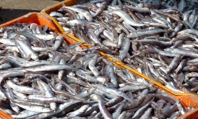 إيقاف أشخاص بواد سبو متورطين في صيد سمك نون المهدد بالانقراض