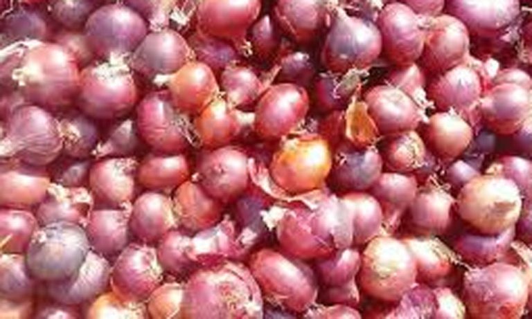 اختلال التوازن بين العرض والطلب وراء ارتفاع أسعار البصل والوضع الطبيعي سيعود مع دخول إنتاج الموسم الحالي