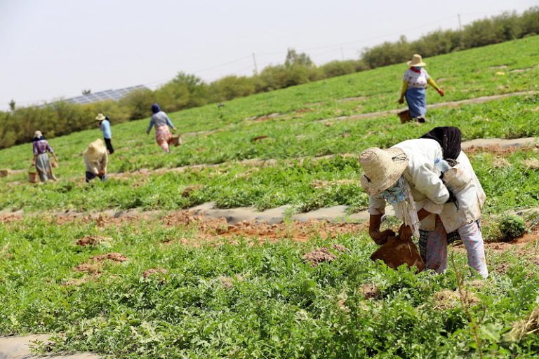 التضييق على الزراعات المستنزفة للماء ينقل فلاحين مغاربة إلى موريتانيا