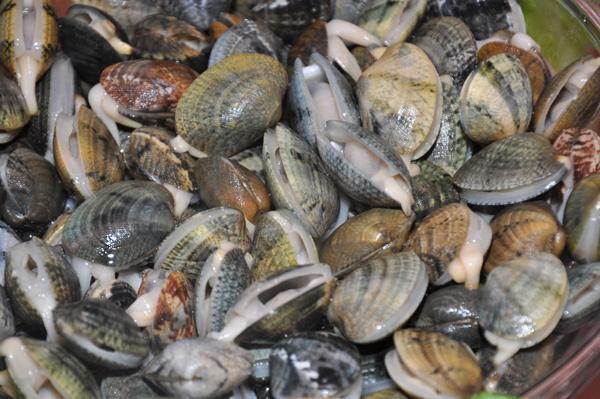 الجديدة: رفع الحظر عن جمع وتسويق الصدفيات