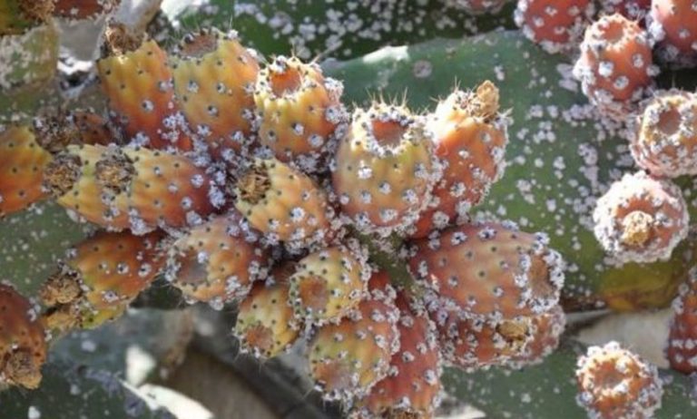 الحشرة القرمزية تضرب من جديد حقولا بإقليم سيدي إفني