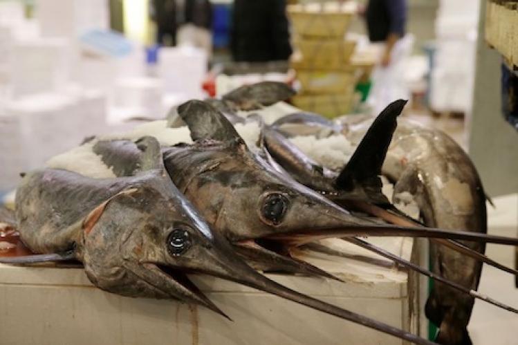 الحكومة تقنن صيد سمك "أبو سيف"