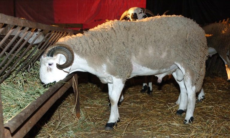 العرض من القطيع يتجاوز الطلب بأزيد من 40 في المائة خلال عيد الأضحى