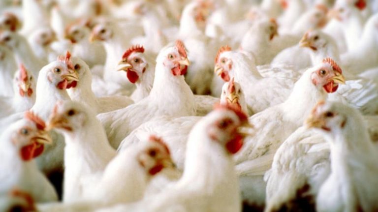 الفيدرالية البيمهنية لقطاع الدواجن "فيزا": انخفاض مرتقب لأسعار الدواجن خلال شهر شتنبر المقبل