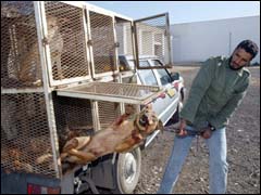 الكلاب الضالة.. هل هي ضحية مجتمع أم ضحية المرض؟ رمي الكلاب بالرصاص وسوء معاملتها تلقى معارضة من قبل حقوقيين