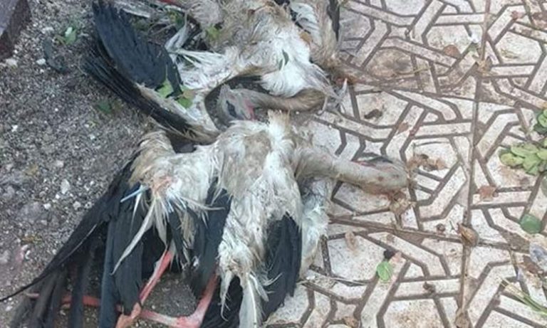 اللقلاق من ضحايا الأمطار الرعدية التي ضربت مناطق بجهة فاس مكناس