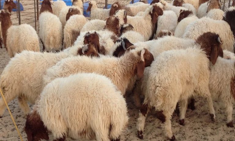 المجلس الوطني لهيئة الصيادلة يدعو إلى التحلي باليقظة والتبليغ عن الأدوية المضرة بالأضاحي