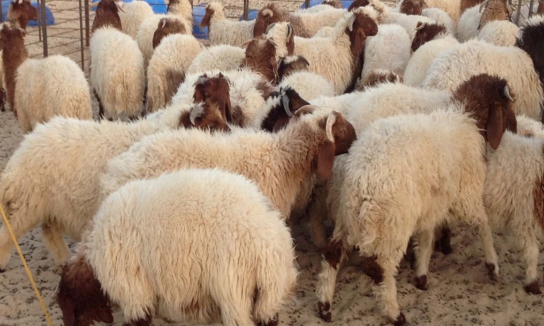 المجلس الوطني لهيئة الصيادلة يدعو إلى التحلي باليقظة والتبليغ عن الأدوية المضرة بالأضاحي