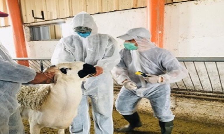 المصالح البيطرية تدعو المواطنين إلى احترام قواعد سلامة ذبح واستهلاك الأضحية