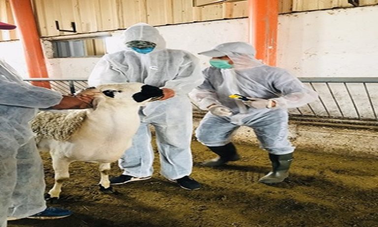 المصالح البيطرية لـ"أونسا" تعالج 45 شكاية تتعلق بتعفن لحوم الأضاحي وتحقق في 25 أخرى