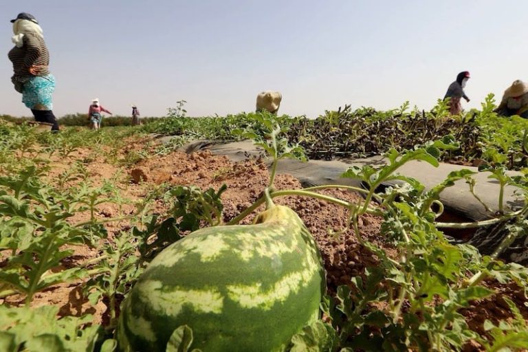 المغرب يواصل تضييق الخناق على الأنشطة الزراعية المستهلكة للماء بكثرة