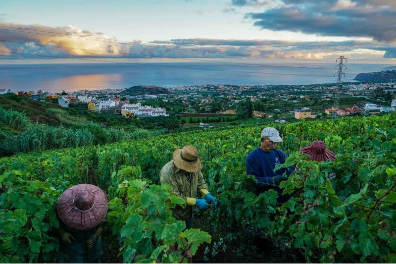 "المنتوج المغربي حائز على المصداقية".. مصدّرون يحذرون "أساجا" الكنارية "المنتوج المغربي حائز على المصداقية".. مصدّرون يحذرون "أساجا" الكنارية
