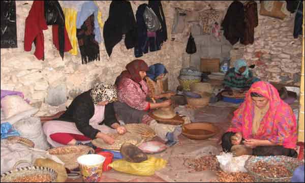 انخراط حوالي 32 ألف امرأة في 1756 تعاونية نسائية تعاونية نسائية لاستغلال شجرة الأركان